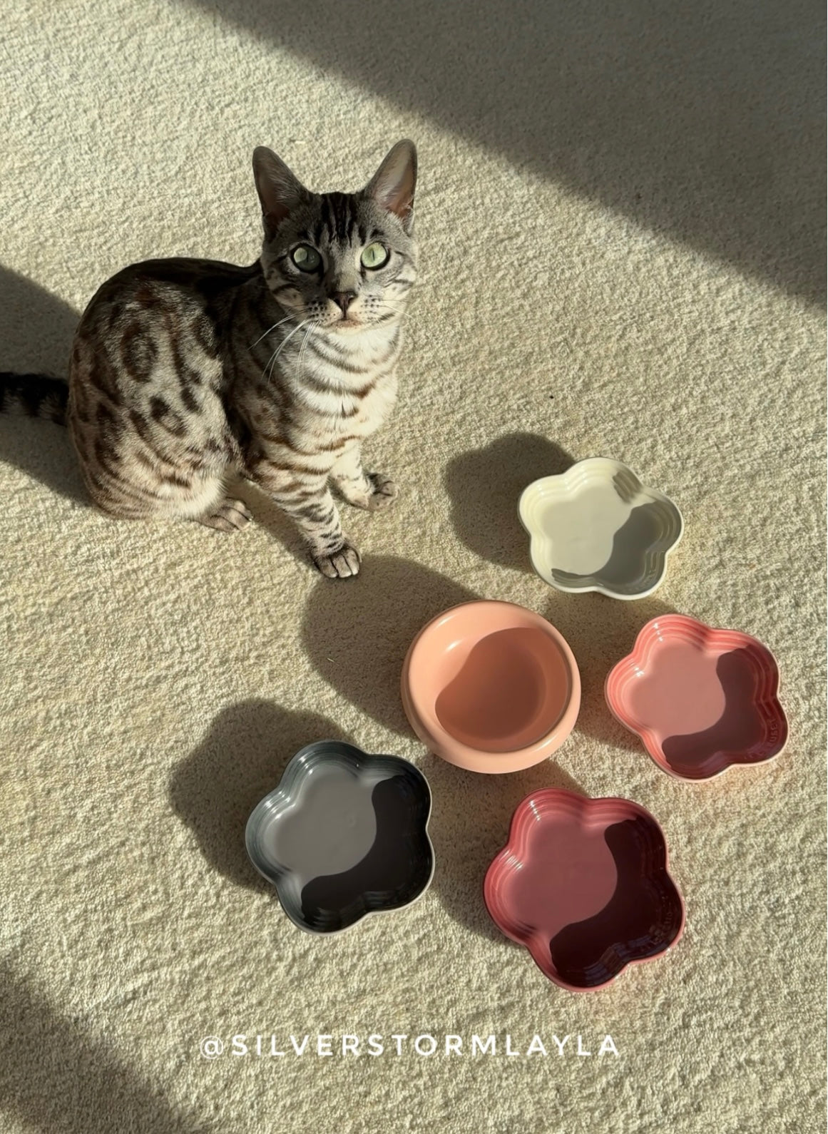 Cat bowl